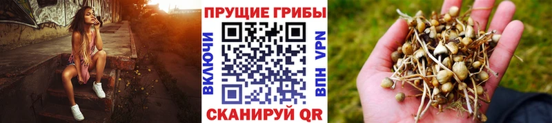 Галлюциногенные грибы Psilocybe  Курильск 